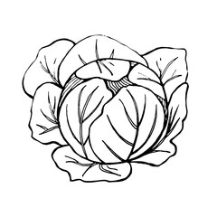 Hand-drawn image of a large cabbage swing. Graphic black and white vector image. Isolated on white