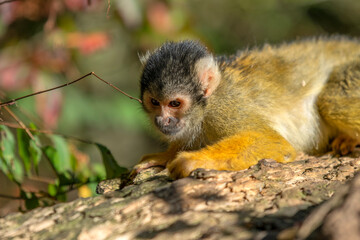 Beautiful Black-Capped Squirrel Monkey In A Tree