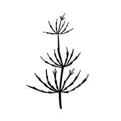 Hand-drawn image of horsetail. Graphic black and white vector image. Isolated on white