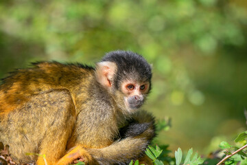 Beautiful Black-Capped Squirrel Monkey In A Tree