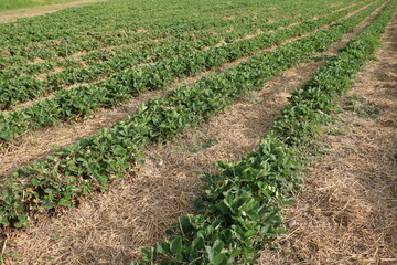Strawberry plants in the field