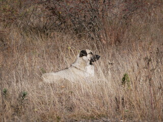 Naklejka premium A large white dog with black muzzle and ears lies on a hill against a background of withered grass on a Sunny autumn day. A stray animal is resting.