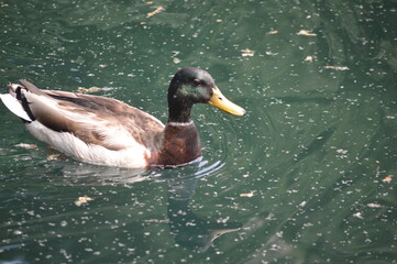 Duck in Central Park, NY