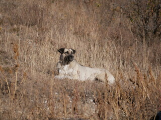 A large white dog with black muzzle and ears lies on a hill against a background of withered grass on a Sunny autumn day. A stray animal is resting.