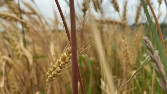 Through the golden wheat field on a summer day. Close-up.