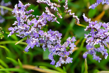 sea lavender close up of flowers and foliage