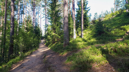 path in the forest