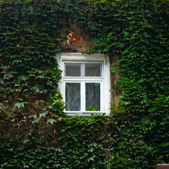 old window with green leaves