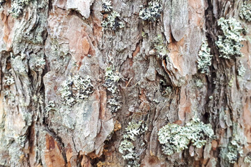 tree bark texture