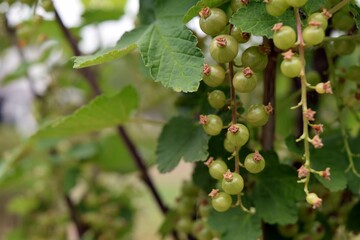 Clusters of small fruits of green, still unripe gooseberries on a bush. Ribesa uva-crispa.