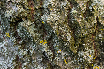 lichen on tree bark