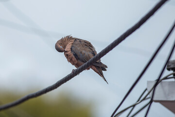 red tailed hawk
