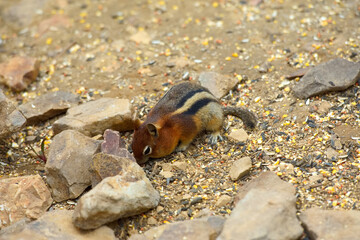 Striped Squirrel finding food in the wild