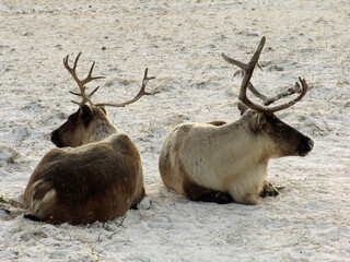 69 параллель