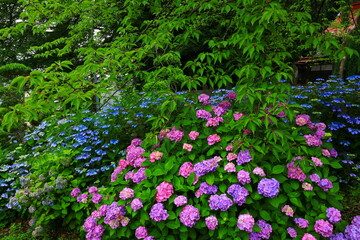 森に咲く紫陽花