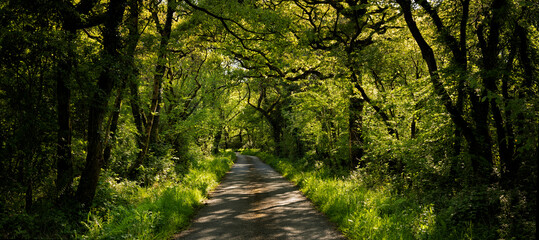 UK, Wales, Cresselly, Empty footpath in green lush forest