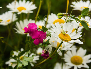 Red peas bloom in white daisies