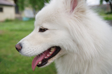 Samoyed - beautiful breed Siberian white dog. White Samoyed dog in the garden on the green grass.