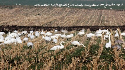 Flock of geese gathered on stubble field