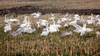 Flock of geese gathered on stubble field