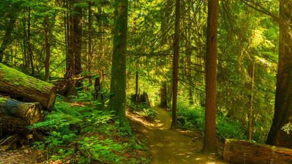filtered sunlight through tall trees on forest hiking trail, Burnaby, BC - summer