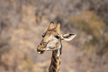A closeup of a Cape giraffe pulling funny faces while eating in the South African bushveld.