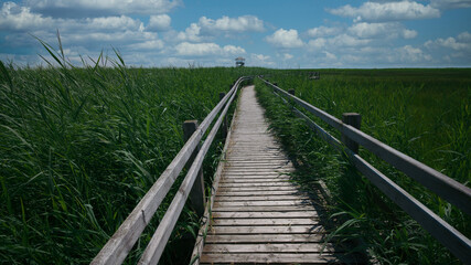  A wooden path along the lake through the reeds to the observation tower.