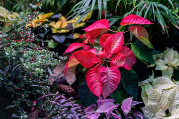 Christmas Red Poinsettia flower closeup, other holiday plants, view from above. Festive Christmas background
