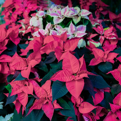 Christmas plant symbol, christmas star, red poinsettia flowers. View from above holiday plants. Wallpaper