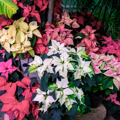 Multi-colored christmas star, poinsettia, Euphorbia Pulcherrima. Selective focus. Festive background for design. Festive Christmas. Winter holiday