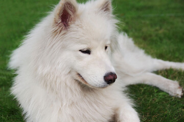 Obraz premium Samoyed - beautiful breed Siberian white dog. White Samoyed dog in the garden on the green grass.