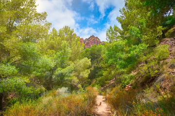 Fototapeta na wymiar Pine landscape and in the background a peak in the Sierra Calderona, next to the city of Valencia. Sagunto. Valencia. Landscape with small mountains full of pine trees. Spain
