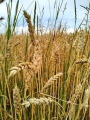 ripe yellow rye on an agricultural field close up