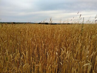 ripe yellow rye under a cloudy gray sky. 