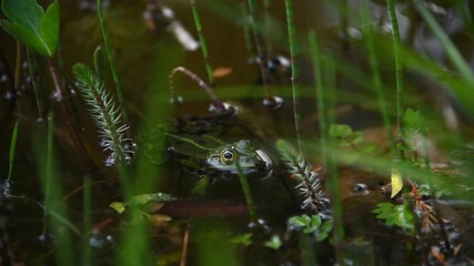 Frog in the lake. Video recorded in Germany in 2019.