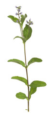 Fototapeta na wymiar Heath speedwell, Veronica officinalis isolated on white background