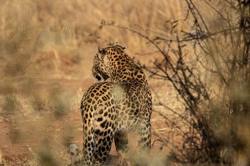 A leopard from closeup behind, standing still while observing its surroundings, with its tail slightly elevated off the ground, in the South African bushveld.