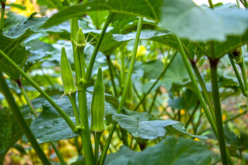 Close-up of green okra in the garden. The plant's large leaves shade the developing pods.