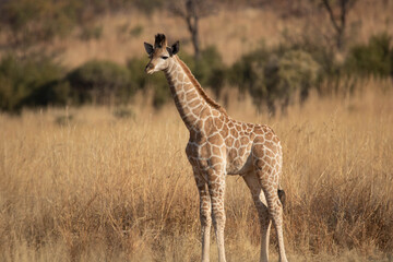 A side profile of a young South African Giraffe calf, standing in an open grassland, staring curiously at its surroundings, in the bushveld.