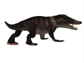 Ambulocetus Walking Whale - Ambulocetus was the primitive otter-like ancestor of the whale and lived in Pakistan and India during the Eocene Period.