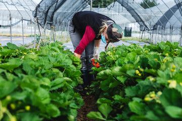 Mature female farmer harvesting fresh strawberries at greenhouse