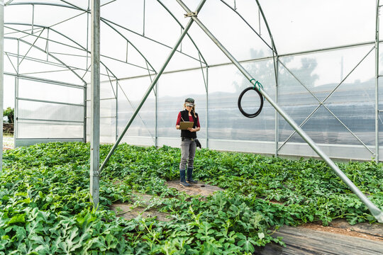 Farm worker woman checking the growth of organic melon seedlings in greenhouse