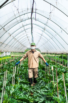 Farmer with protective mask in greenhouse with zucchini plants