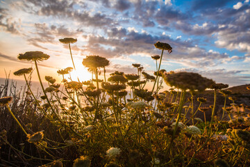 Flora fill the foreground during a Maltese sunset