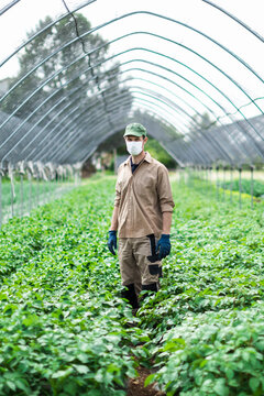 Farmer with protective mask in greenhouse with zucchini plants
