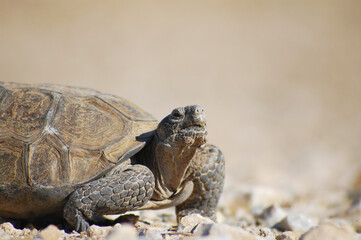 Mojave Desert Tortoise
