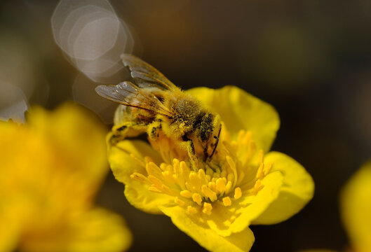 European honey beeÔøΩ(ApisÔøΩmellifera)ÔøΩfeeding on pollen ofÔøΩmarsh-marigoldÔøΩ(CalthaÔøΩpalustris)