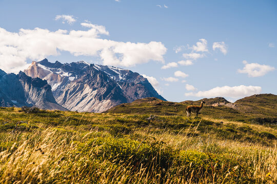 Chile, Lone guanaco (Lama guanicoe)&Ocirc;&oslash;&Omega;grazing in Torres Del Paine National Park with Cuernos Del Paine in background