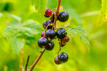 The fruits of black currant grow among the grass, mid summer