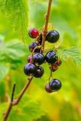 The fruits of black currant grow among the grass, mid summer